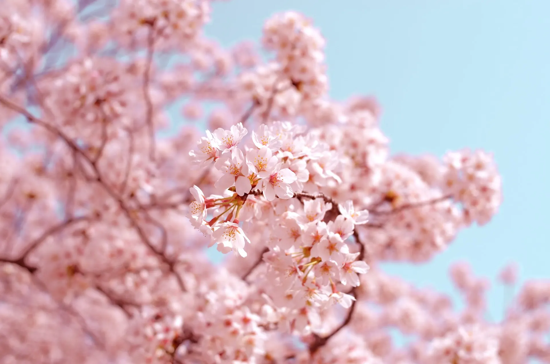 Beispiel Bokeh-Effekt Kirschblüten ©AJ